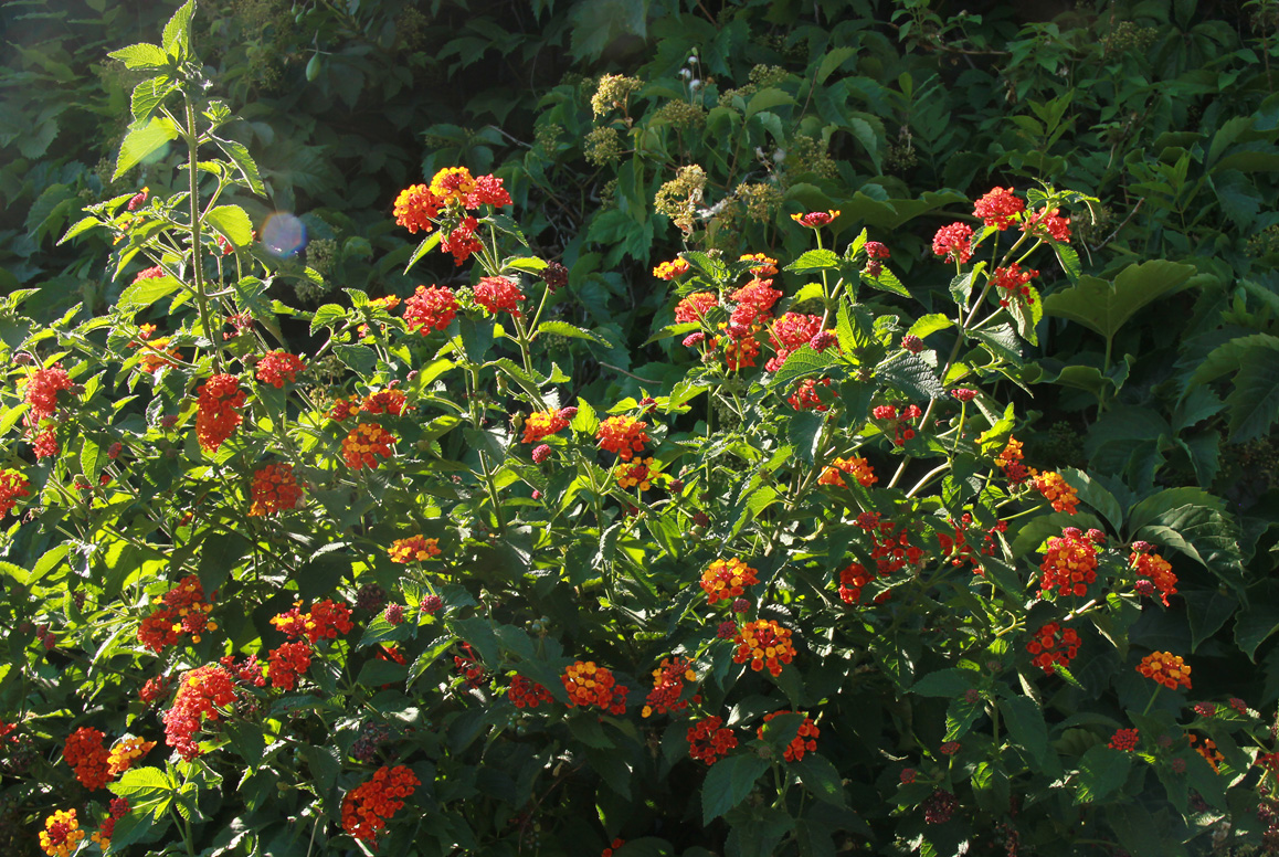 Image of Lantana camara specimen.