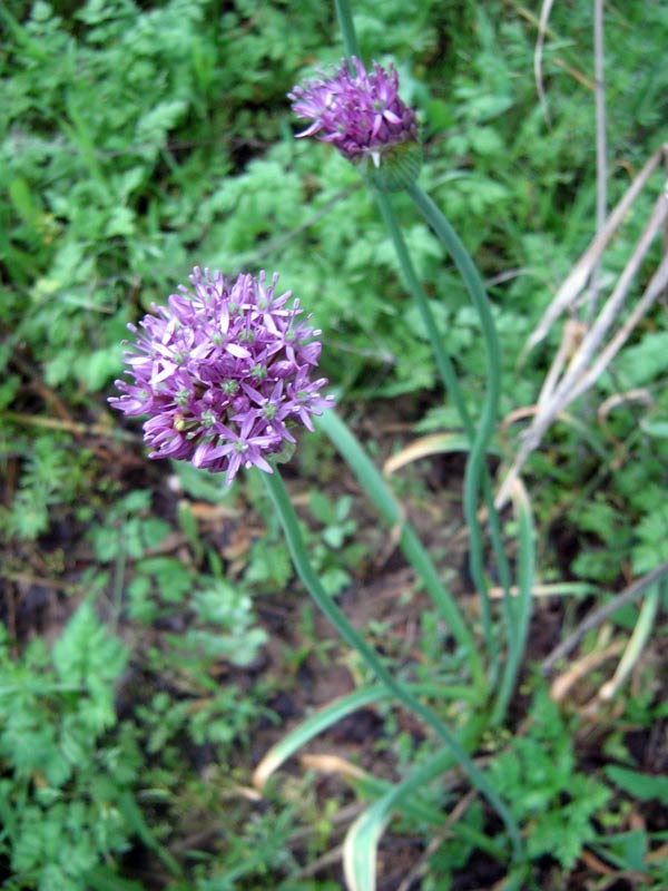 Image of Allium suworowii specimen.