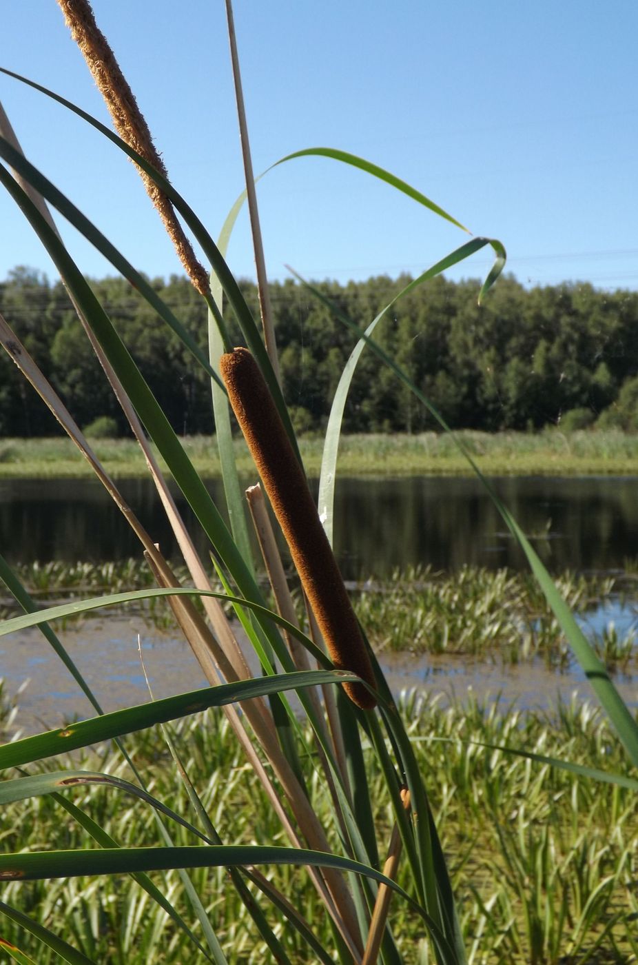 Изображение особи Typha australis.