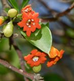 Bonellia macrocarpa