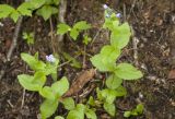 Veronica stelleri