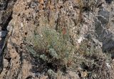 Artemisia rutifolia. Плодоносящее растение. Таджикистан, Фанские горы, долина р. Чапдара, ≈ 2500 м н.у.м., на скале. 03.08.2017.