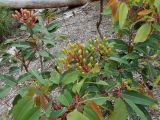 Corymbia ficifolia. Верхняя часть молодого растения с бутонами. Австралия, г. Брисбен, ботанический сад. 03.12.2017.