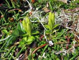 Gentiana glauca