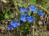 Gentiana pontica