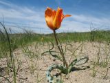 Tulipa lehmanniana. Цветущее растение. Казахстан, Жамбылская обл., 40 км сев. г. Тараз, правый берег р. Аса, дюна Кумтиын. 23 апреля 2017 г.