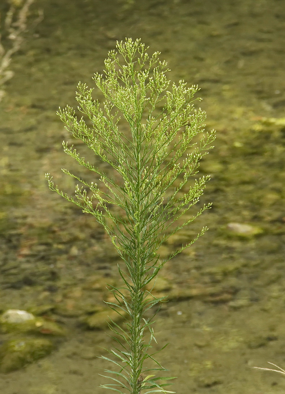Image of Conyza canadensis specimen.