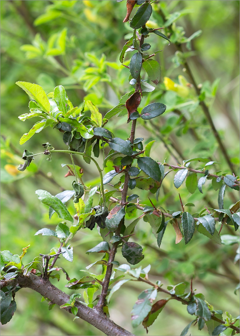 Image of Pyracantha coccinea specimen.