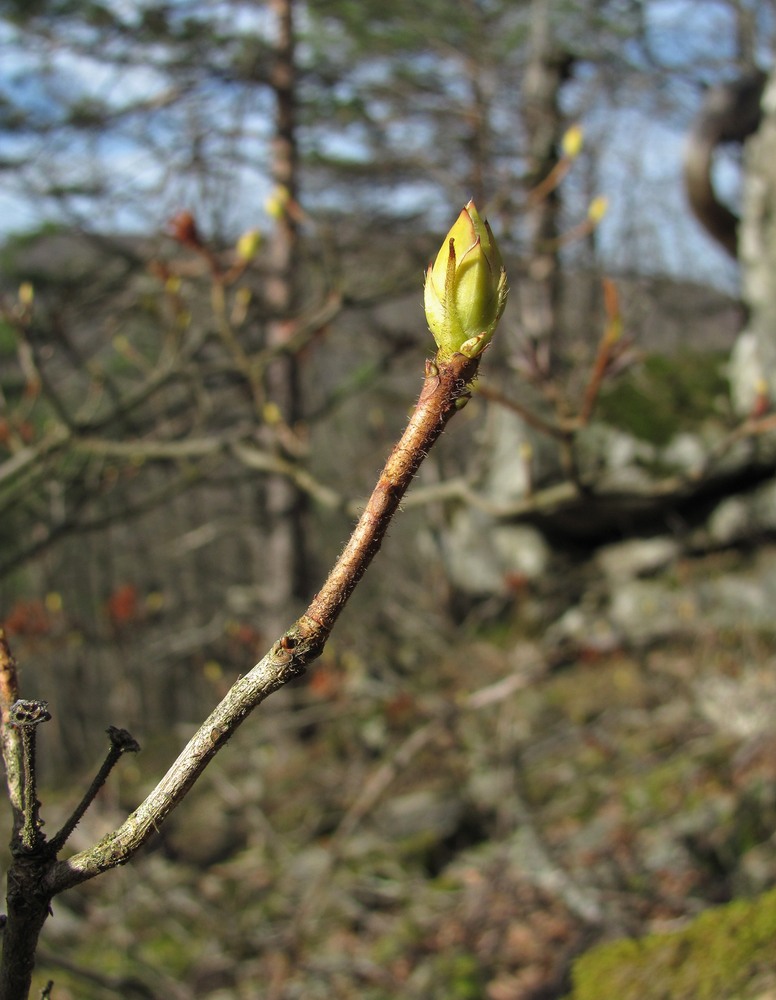 Изображение особи Rhododendron luteum.