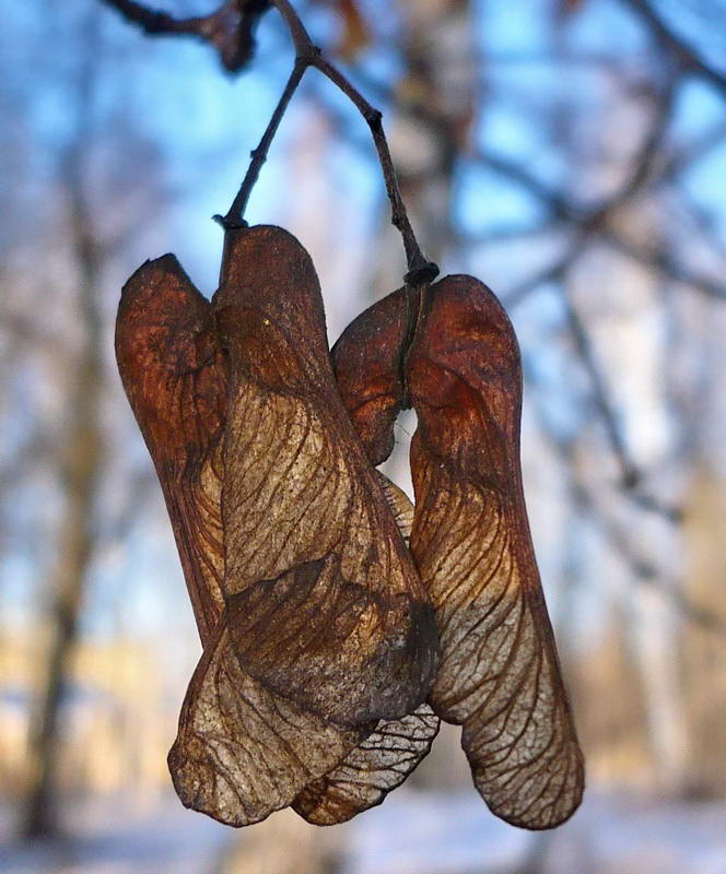 Image of Acer tataricum specimen.