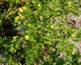 Potentilla supina subspecies costata. Верхушка цветущего растения. Средний Урал, Свердловская обл., г. Нижний Тагил, край тротуара. 13.07.2017.