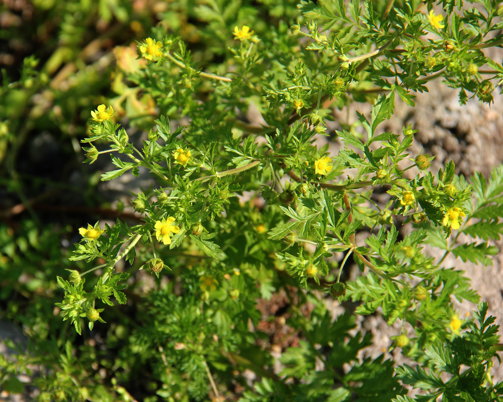 Image of Potentilla supina ssp. costata specimen.