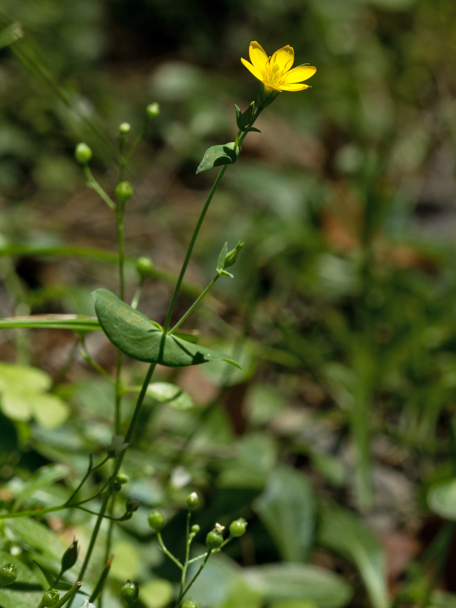 Изображение особи Blackstonia perfoliata ssp. intermedia.