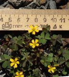 Oxalis corniculata