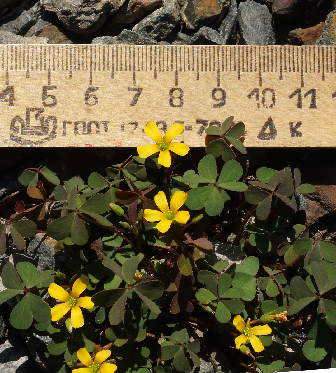 Изображение особи Oxalis corniculata.