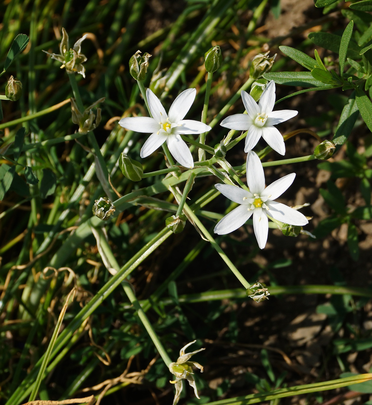 Image of Ornithogalum umbellatum specimen.