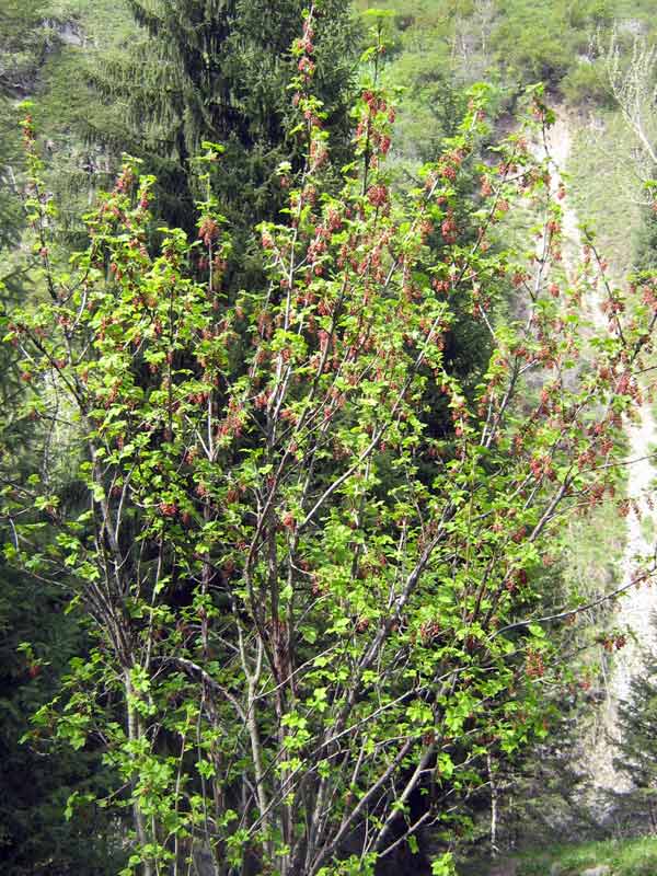 Image of Ribes meyeri specimen.