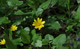 Ficaria verna
