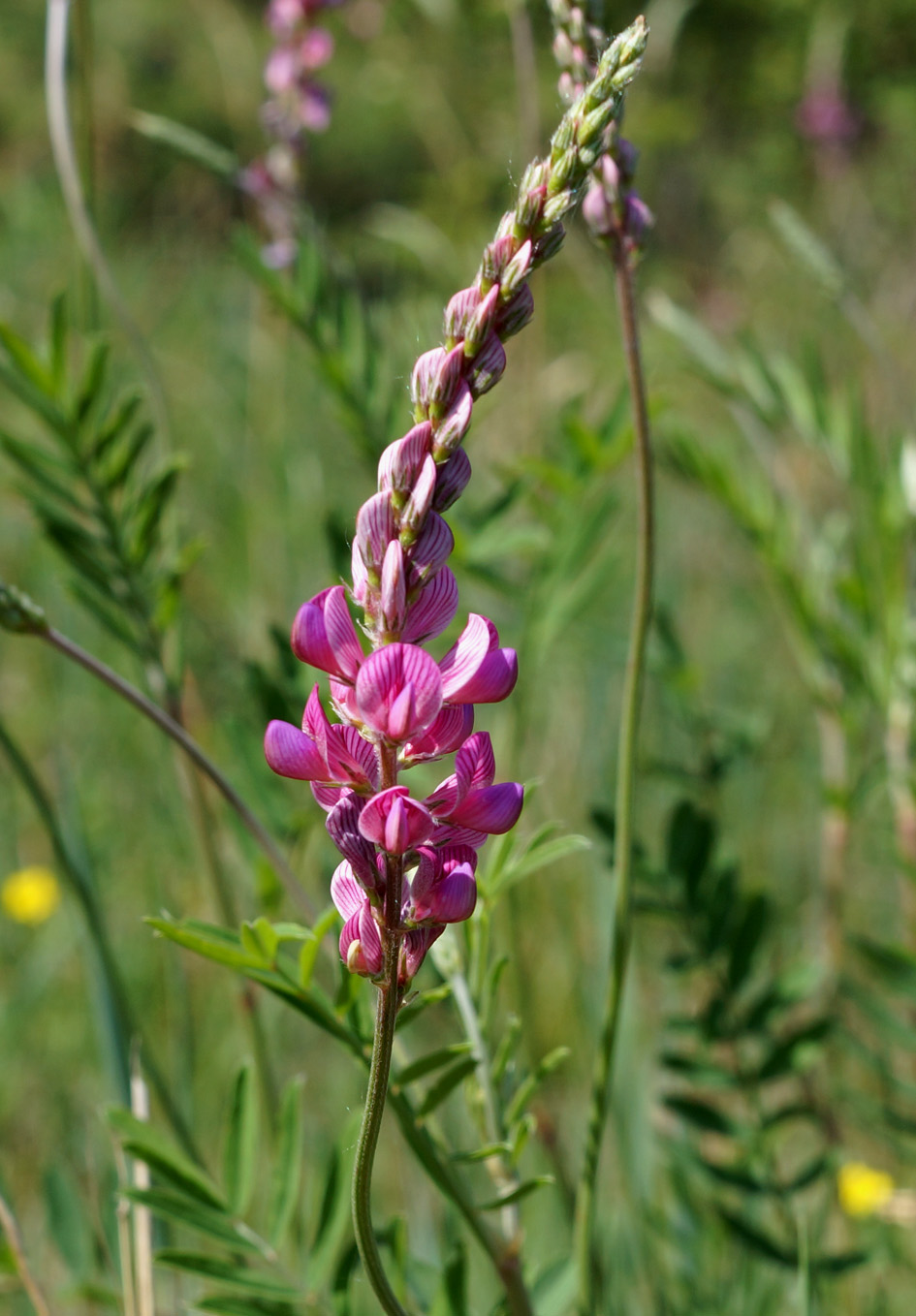 Image of Onobrychis sibirica specimen.