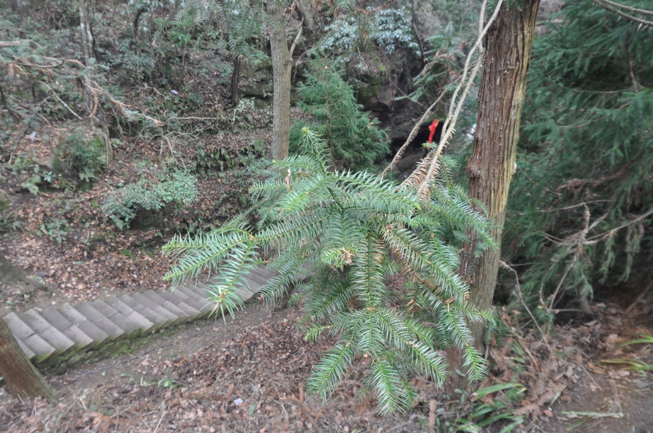 Image of Cunninghamia lanceolata specimen.