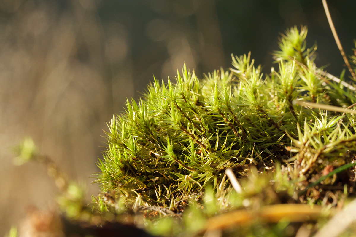 Image of Dicranum polysetum specimen.