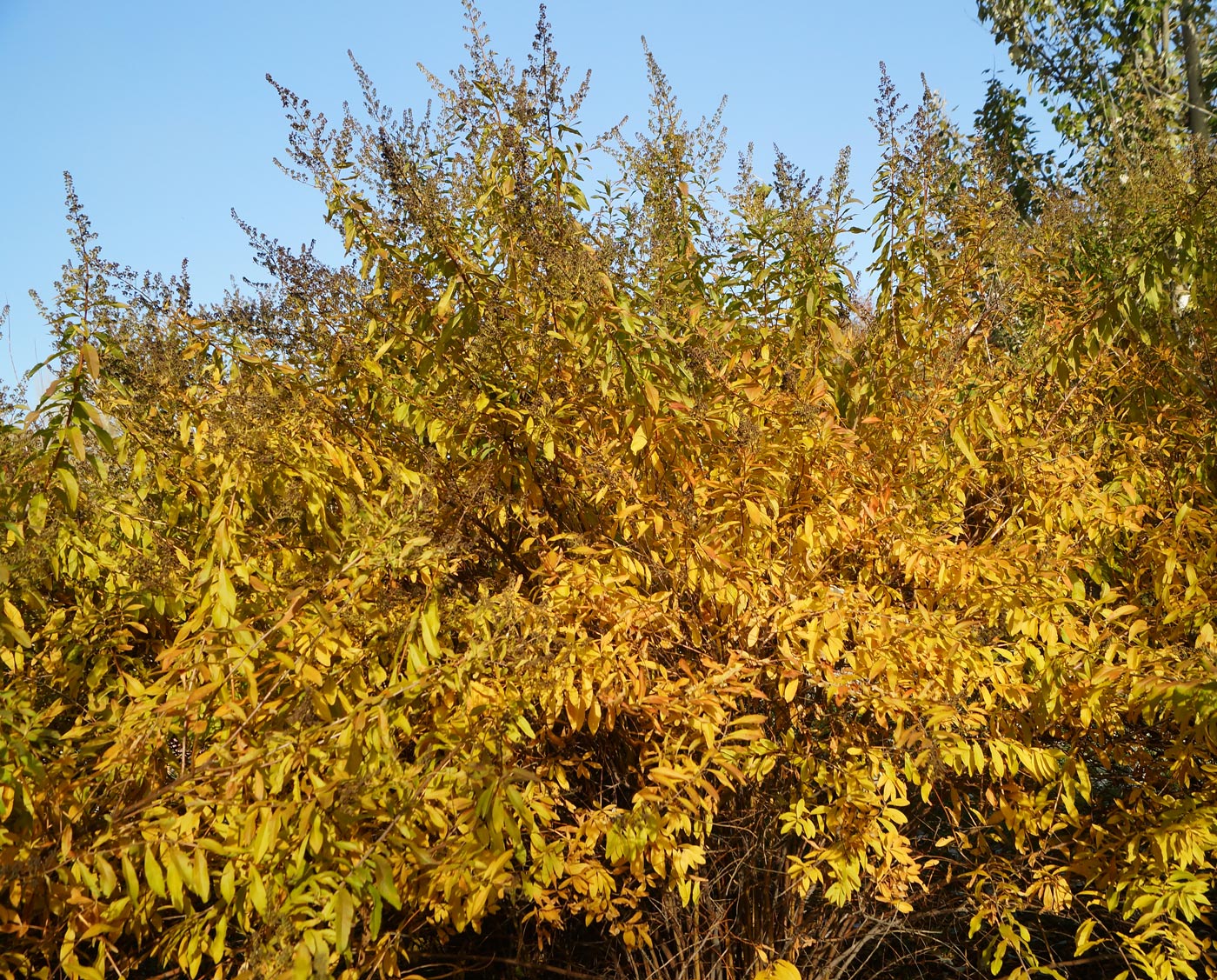 Image of Spiraea alba specimen.
