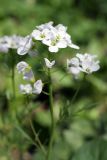 Cardamine tenera