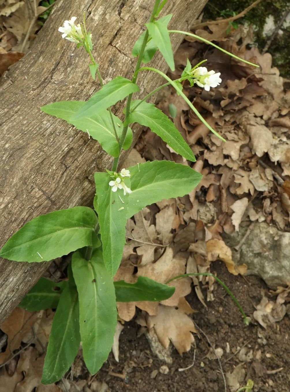 Изображение особи Arabis turrita.