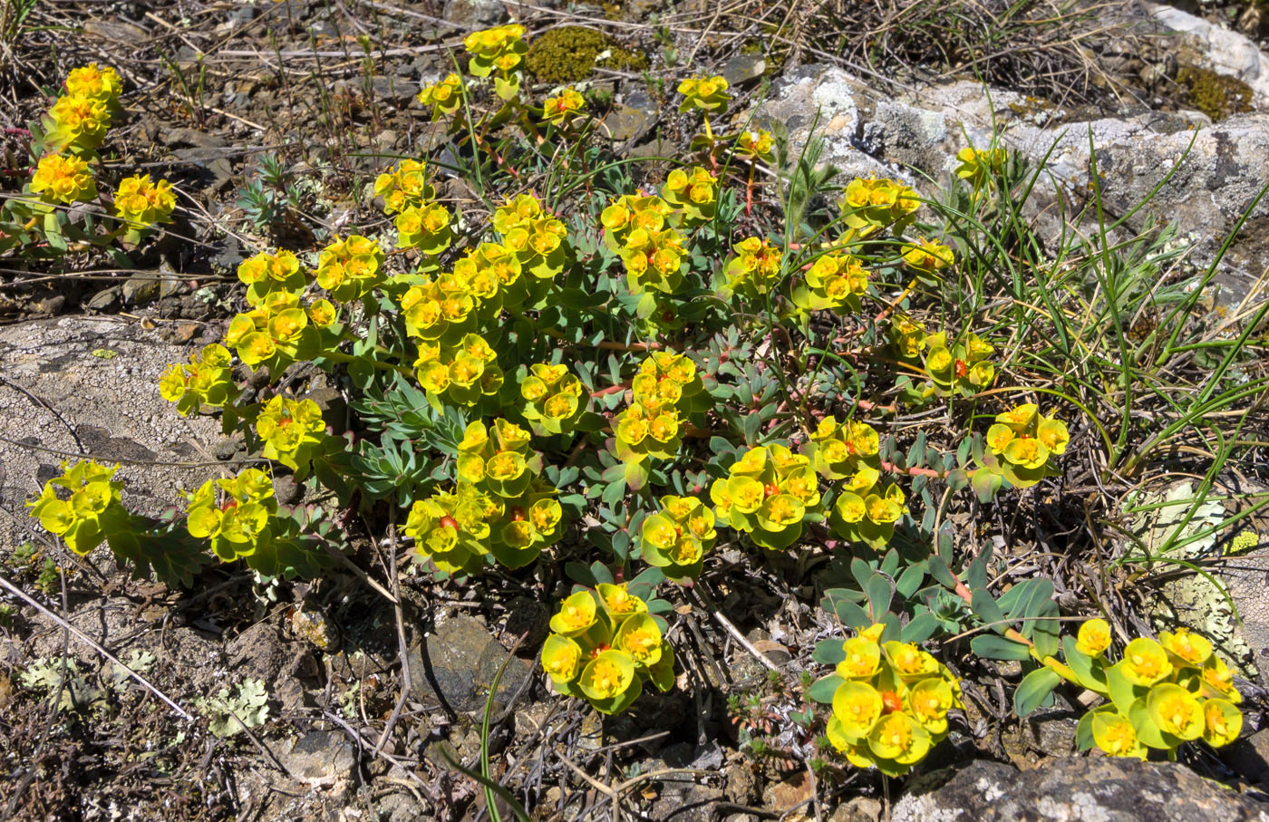 Image of Euphorbia petrophila specimen.