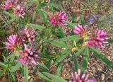Trifolium lupinaster. Цветущие растения. Якутия (Саха), Мирнинский р-н, пос. Светлый, пустырь. 21.06.2009.