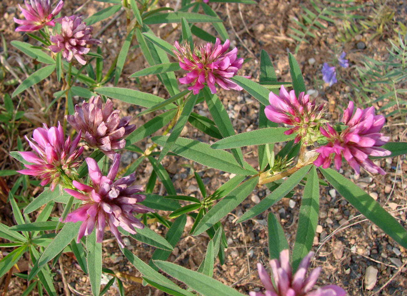 Изображение особи Trifolium lupinaster.