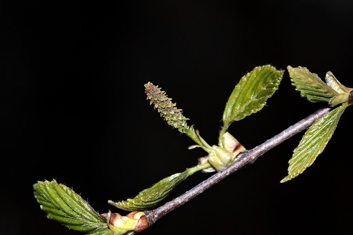 Image of Betula dauurica specimen.