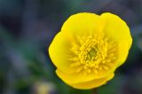 Ranunculus alberti