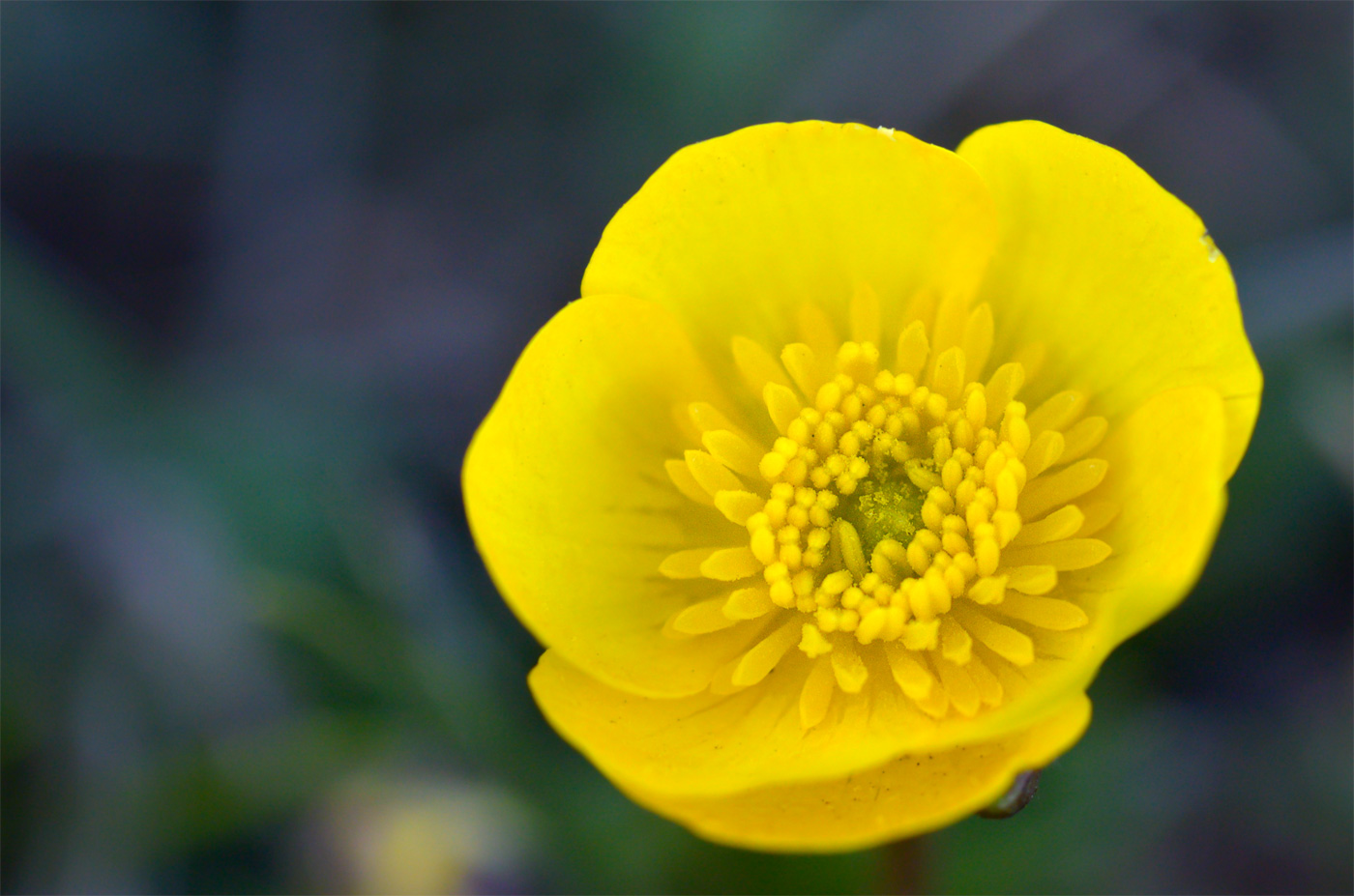 Изображение особи Ranunculus alberti.