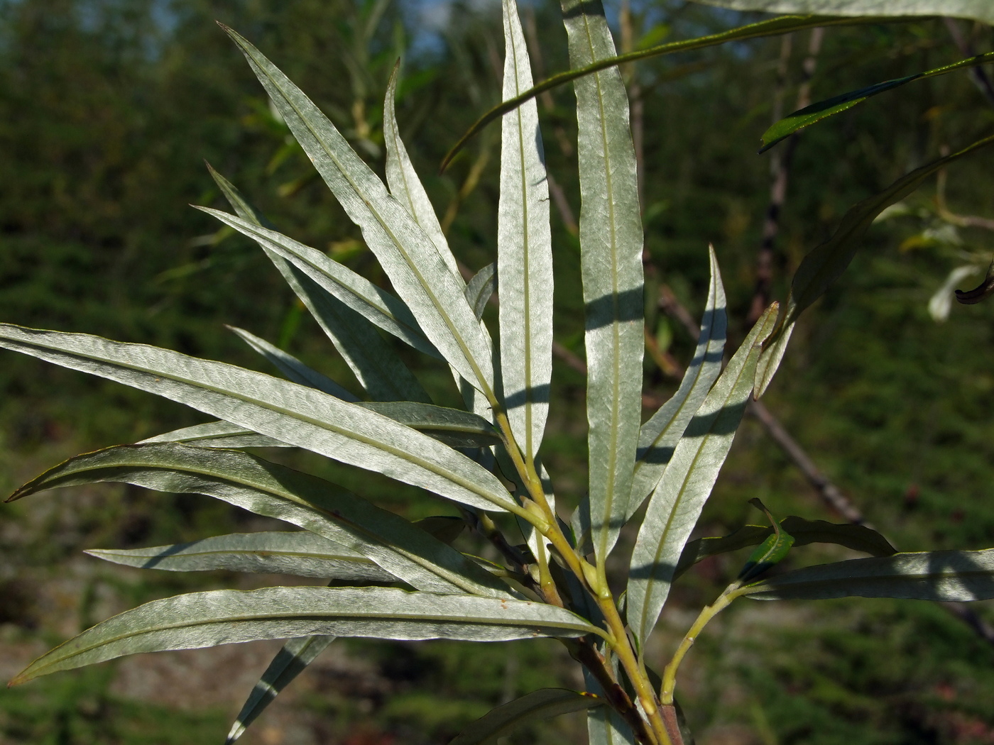 Image of Salix schwerinii specimen.