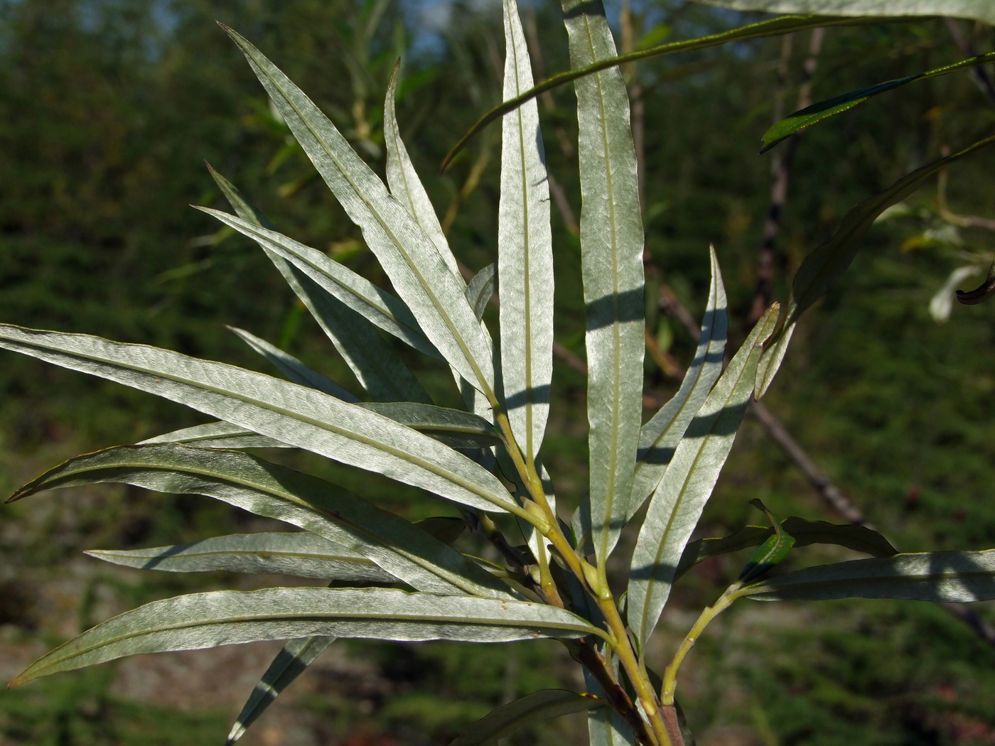 Изображение особи Salix schwerinii.