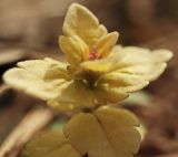 genus Veronica