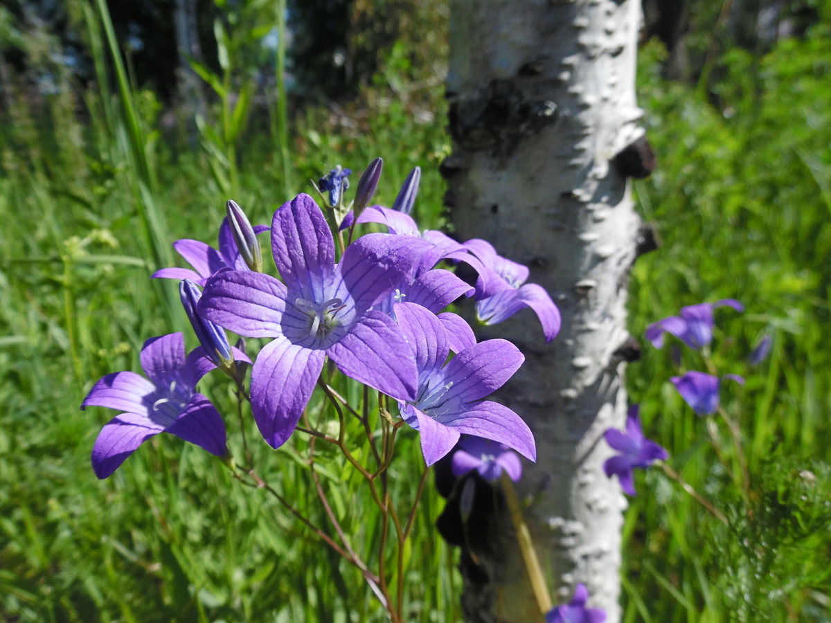 Изображение особи Campanula patula.