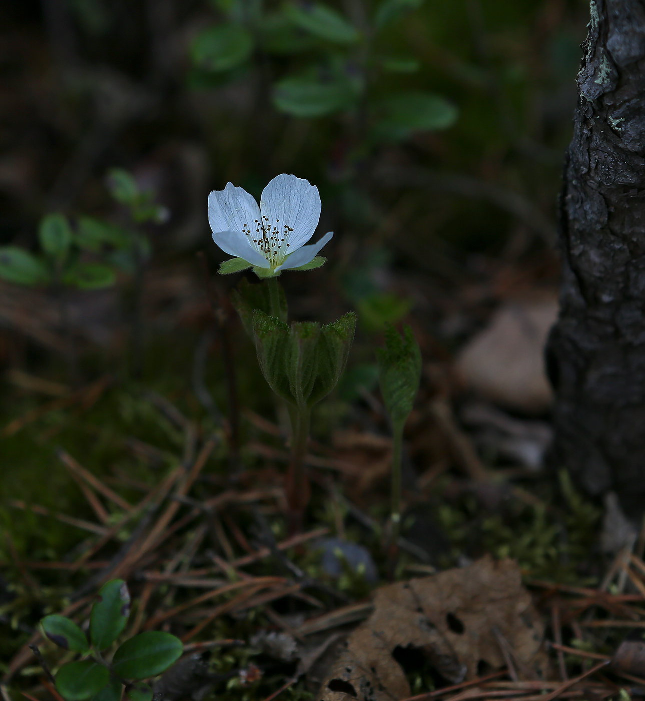 Image of Rubus chamaemorus specimen.