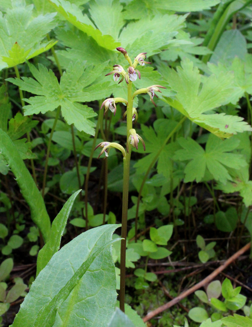 Изображение особи Corallorhiza trifida.