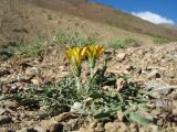 род Taraxacum. Цветущее растение. Кыргызстан, Зап. Тянь-Шань, Таласский Алатау, южн. сторона пер. Кара-Буура, ≈ 3150 м н.у.м., правый берег р. Чон-Тор под склоном южн. экспозиции. 17 июля 2018 г.