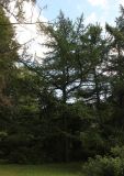 Larix &times; maritima