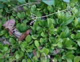 Phlox stolonifera. Побеги и засохшие цветоносы (в центре листья Vinca). Тверская обл., Весьегонск, в культуре. 24 августа 2018 г.