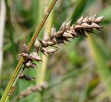 Carex otrubae. Соплодие. Краснодарский край, г. Новороссийск, водосборная зона Суджукской лагуны, ложе ручья. 01.08.2018.