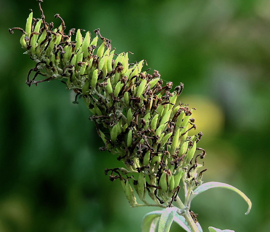 Image of Buddleja davidii specimen.