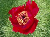 Paeonia tenuifolia