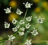 Sium latifolium