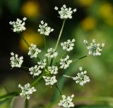 Sium latifolium. Раскрывающееся соцветие. Восточный Казахстан, г. Усть-Каменогорск, правый берег р. Иртыш, влажный луг. 20.07.2018.