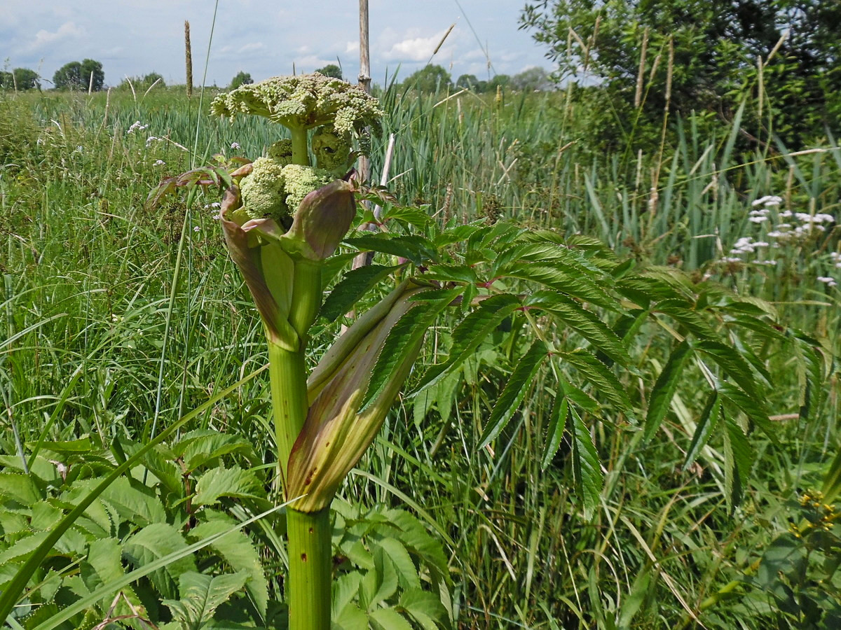 Изображение особи Angelica sylvestris.