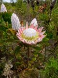 Protea cynaroides